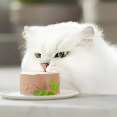 Weisse Katze mit grünem Blick betrachtet eine Portion Katzenfutter auf einem Teller, dekoriert mit Petersilie.