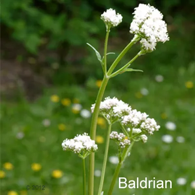 Pianta di valeriana con fiori bianchi, testo visibile: 'Baldrian' (in tedesco).