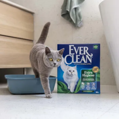 Ever Clean Extra Hygiene Katzenstreu, 10L Packung neben Katzentoilette mit grauer Katze. Aufschrift: Advanced clumping cat litter, Extra strong clumping supporting cat's hygiene.