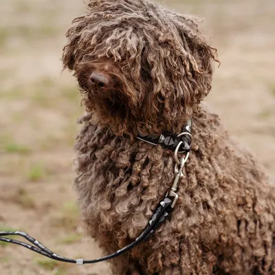 Brauner Hund mit lockigem Fell trägt ein schwarzes Halsband mit Muster und ist an einer schwarzen Leine befestigt.