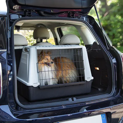 Transportbox aus Kunststoff mit Metallgitter, im Kofferraum eines Autos platziert. Geeignet für sichere Tierbeförderung.