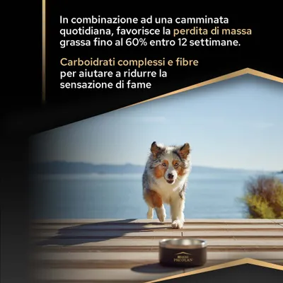 Con una passeggiata quotidiana, fino al 60% di perdita di grasso in 12 settimane. I carboidrati complessi e le fibre aiutano a ridurre la sensazione di fame.