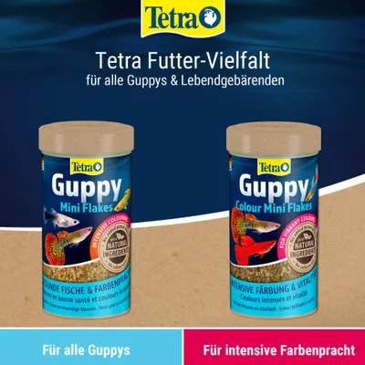 Tetra Futter-Vielfalt für alle Guppys und Lebendgebärenden: Guppy Mini Flakes und Guppy Colour Mini Flakes. Für alle Guppys, für intensive Farbenpracht. Tetra Futter-Vielfalt für alle Guppys und Lebendgebärenden: Guppy Mini Flakes und Guppy Colour Mini Flakes. Für alle Guppys, für intensive Farbenpracht.