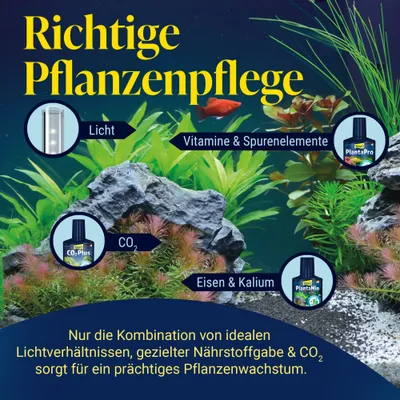 Richtige Pflanzenpflege: Licht, Vitamine & Spurenelemente, CO₂, Eisen & Kalium. Nur ideale Kombination sorgt für prächtiges Pflanzenwachstum im Aquarium. Richtige Pflanzenpflege: Licht, Vitamine & Spurenelemente, CO₂, Eisen & Kalium. Nur ideale Kombination sorgt für prächtiges Pflanzenwachstum im Aquarium.