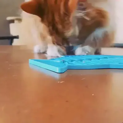 Tier benutzt eine blaue Futtermatte auf einem Tisch, zeigt Anwendung des Produkts zur Fütterung.