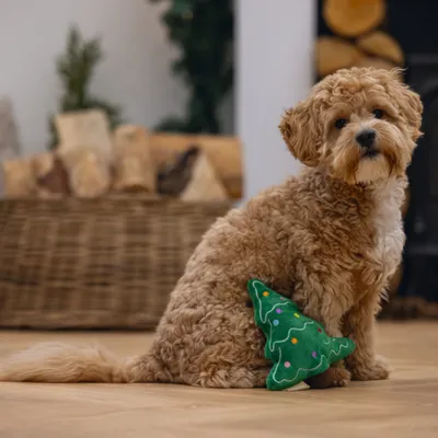 beeztees Christmas Tree Dog Toy - Noel: 20 x 17 x 5.5 cm (L x W x H) beeztees Christmas Tree Dog Toy - Noel: 20 x 17 x 5.5 cm (L x W x H)