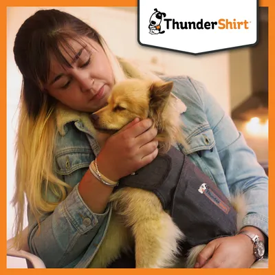 Hund trägt eine graue Thundershirt-Weste, designed zur Beruhigung bei Stress und Angst. Markenlogo oben rechts sichtbar.