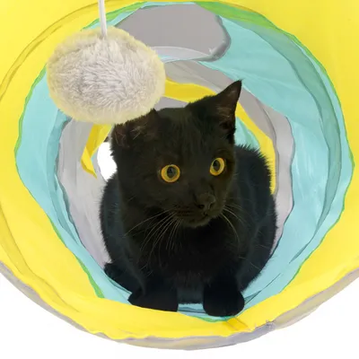Schwarze Katze in einem gelb-blauen Spieltunnel mit hängendem Plüschball. Produkt zur Unterhaltung von Katzen.