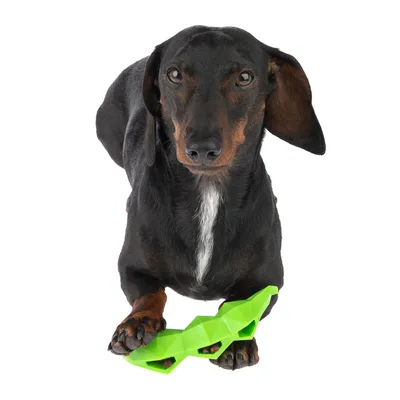 Sort hund holder grønt legetøj med geometrisk design. Legetøjet har åbninger til snacks.