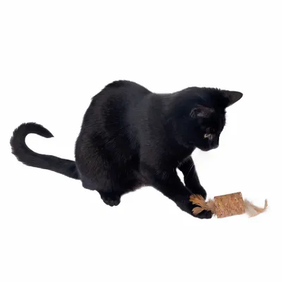 Черна котка играе с играчка от корк и пера.