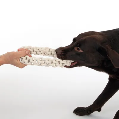 Hund zieht an einem weissen, geflochtenen Spielzeug aus Stoff, das von einer Hand gehalten wird.