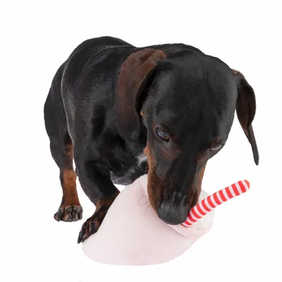 Pes igra z roza plišasto igračo, ki ima rdeče-belo črtasto slamico.