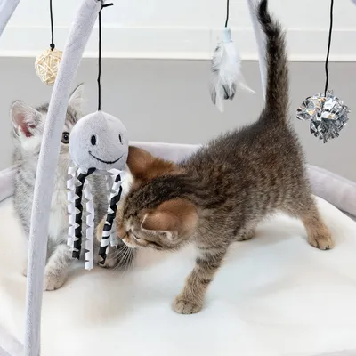Deux chatons jouent sur un tapis d’éveil pour chats avec arches et jouets suspendus : peluche pieuvre, boule en ficelle, plume et boule argentée. Tapis en tissu clair.