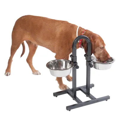 Hund dricker ur en höjdjusterbar dubbelmatskål i rostfritt stål med svart metallställning.