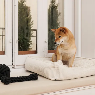 Hund sitzt auf einem cremefarbenen Hundebett aus geripptem Stoff, daneben ein schwarzes Kauspielzeug aus Seil.