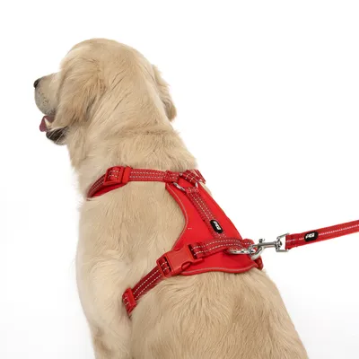 Rødt hundesele med reflekterende syninger, justerbare stropper og metalring til linefastgørelse, båret af en lys hund.
