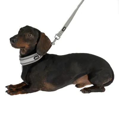 Bassotto marrone scuro con collare grigio per cani e guinzaglio abbinato di EzyDog, raffigurato sdraiato.