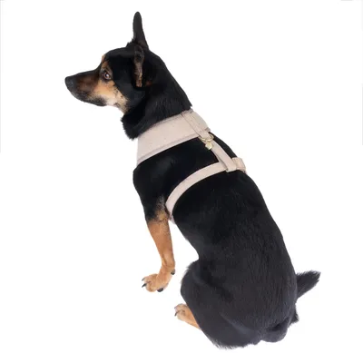 Hund med beige sele, der dækker ryg og bryst. Sele med justerbare remme og guldfarvet spænde.