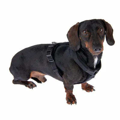 Black dachshund wearing a black harness with adjustable buckles. Product shows the fit and use of the harness.