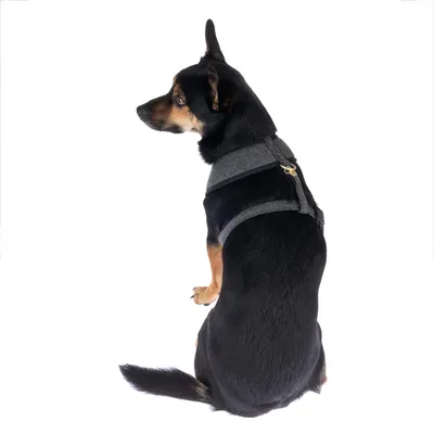 Hund med svart päls bär en grå sele med guldfärgad ring. Selen syns bakifrån.