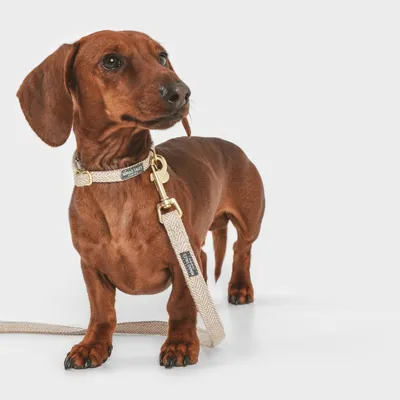Brown dog with beige collar and matching fabric lead, both with 'Mungo & Maud' brand label.