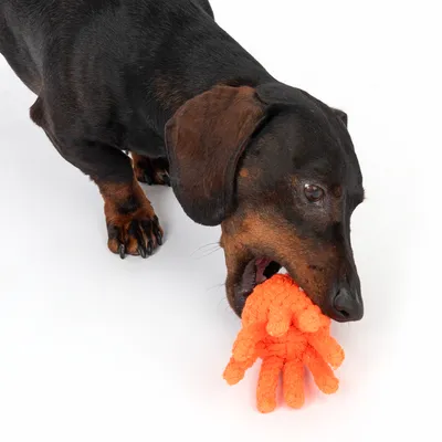 Hund leger med orange legetøj formet som en hånd af stof.