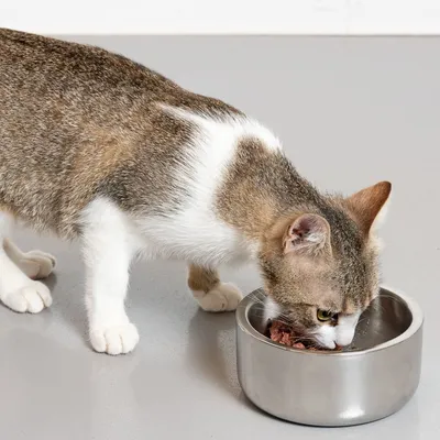 Kot jedzący mokrą karmę z metalowej miski na jasnej podłodze. Widoczna szara i biała sierść kota oraz stalowa miska.