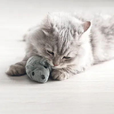 Chat gris allongé avec une souris en peluche grise entre les pattes, jouet pour chat visible au premier plan.