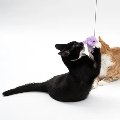 Gato negro y naranja juega con un juguete de tela lila atado a una cuerda.