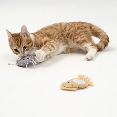 Chat roux et blanc jouant avec un jouet en tissu gris en forme d’animal, un second jouet beige en forme de poisson posé à côté sur fond blanc.