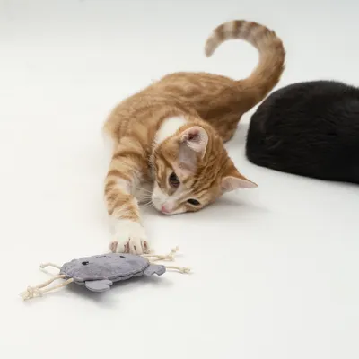 Chaton tigré orange jouant avec une souris en tissu gris à cordelettes, arrière-plan blanc, partie d’un autre chat noir visible à droite.