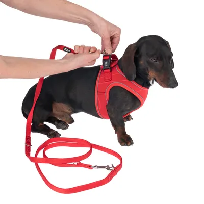 Person fäster ett rött hundkoppel på en röd sele som bärs av en liten hund.
