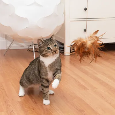 Chat tigré jouant avec un jouet suspendu à plumes marron sur sol en bois, meuble blanc en arrière-plan. Jouet pour chat visible en utilisation.