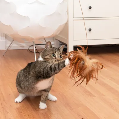 Chat tigré jouant avec un jouet suspendu à plumes marron sur sol en bois, devant une commode blanche et une lampe design blanche.