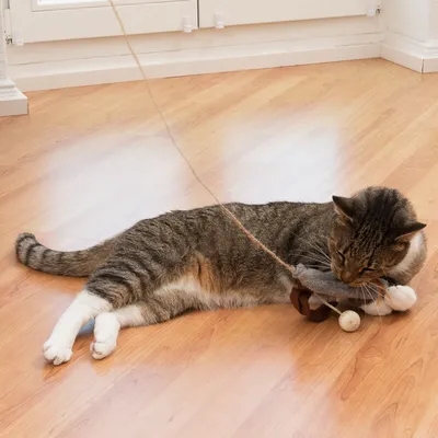 Gato juega con un juguete de cuerda, compuesto por un ratón de tela gris y pequeñas bolas sobre un suelo de madera.