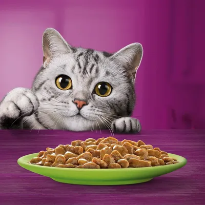 Assiette verte remplie de bouchées de nourriture humide pour chat, avec un chat gris tigré regardant la nourriture sur une table violette, fond uni violet.