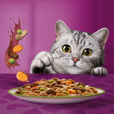 Assiette de nourriture humide pour chat avec morceaux de viande, carottes et pois verts en sauce, chat gris tigré regardant la nourriture sur fond violet.