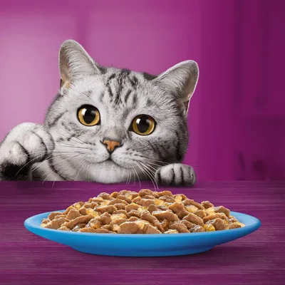Miska s krmivem pro kočky na stole, v pozadí šedobílá kočka sledující jídlo, fialové pozadí.