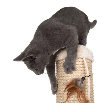 Grå kat på kradsetræ med sisalreb og fastgjort fjerlegetøj. Katten klatrer ned ad træet, som har blød top og lodret cylinderform.