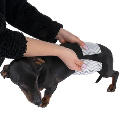 Demonstration of the use of dog nappies with a grey zigzag pattern on a small dog.