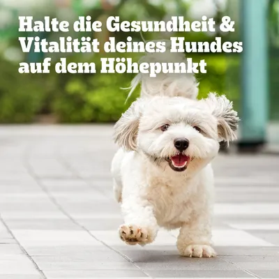 Halte die Gesundheit & Vitalität deines Hundes auf dem Höhepunkt (besedilo v nemščini)