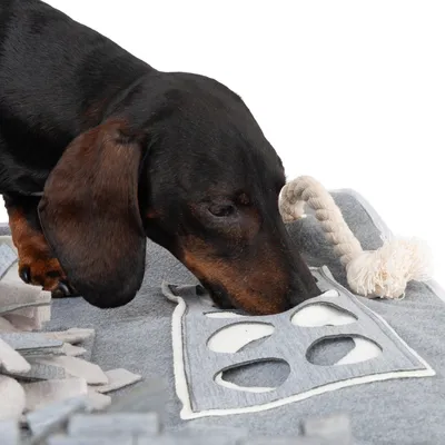 Chien teckel reniflant un tapis d’activité en feutre gris avec éléments à fouiller et corde blanche, accessoires visibles pour jeu ou stimulation.