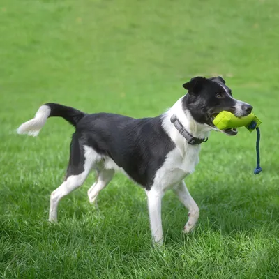 Hund leker med grönt leksak med rep på en gräsmatta.