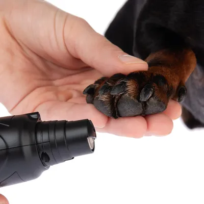 Hand hält Hundepfote, während ein elektrischer Krallenschleifer verwendet wird.