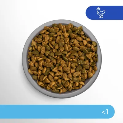 Croquettes bicolores dans une gamelle grise, pictogramme poulet en haut à droite, texte « <1 » sur bande bleue en bas de l’image.