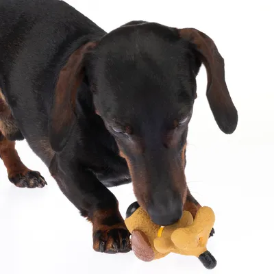 Bassotto gioca con un gioco per cani a forma di animale marrone. Il cane tiene e mastica il gioco.