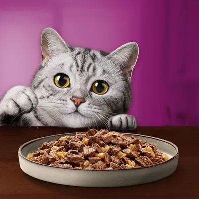 Chat gris tigré regardant une assiette remplie de morceaux de nourriture humide pour chat, fond violet uni.