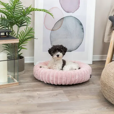 Hund liegt in einem rosa, plüschigen Haustierbett auf Holzboden. Dekorative Umgebung mit Pflanze und gerahmtem Bild im Hintergrund.