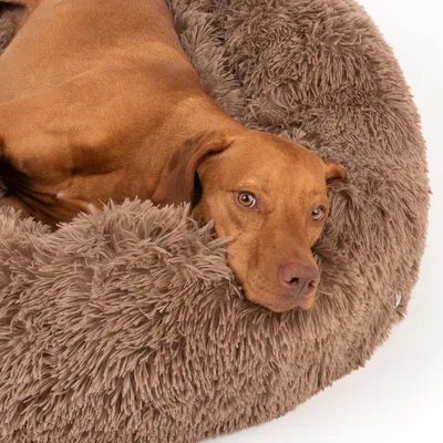 Brauner Hund liegt in einem flauschigen, runden Hundebett aus braunem Plüsch.