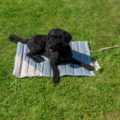 Schwarzer Hund liegt auf einer grauen, faltbaren Matte im Gras. Matte mit Tragegurt sichtbar.